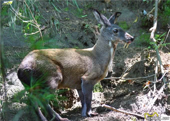 阴条岭出现香獐子,常用气味交流,被2只蜜狗追逃跑中累得吐舌头