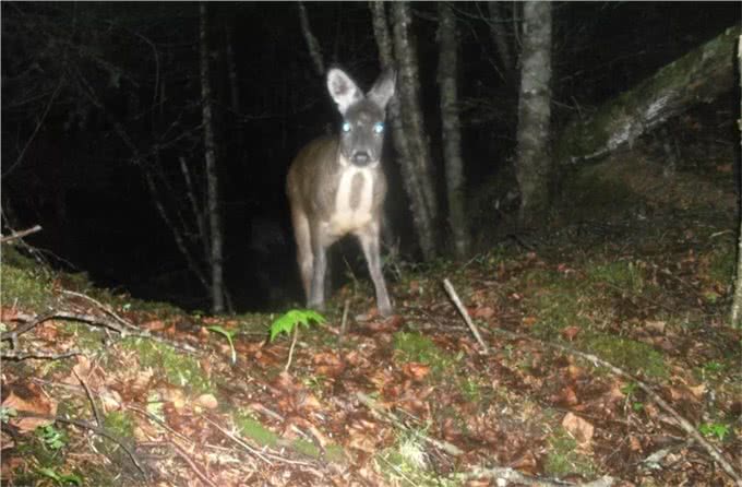 阴条岭出现香獐子,常用气味交流,被2只蜜狗追逃跑中累得吐舌头