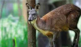 阴条岭出现香獐子，常用气味交流，被2只蜜狗追逃跑中累得吐舌头