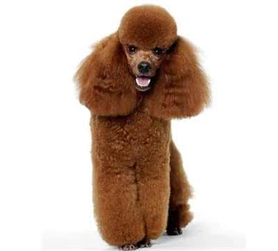 不要把泰迪犬和贵宾犬混为一谈