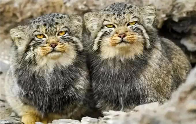 四川发现4只鳌拜猫，母兽遭雪豹爆头，剩下3只幼崽该何去何从?