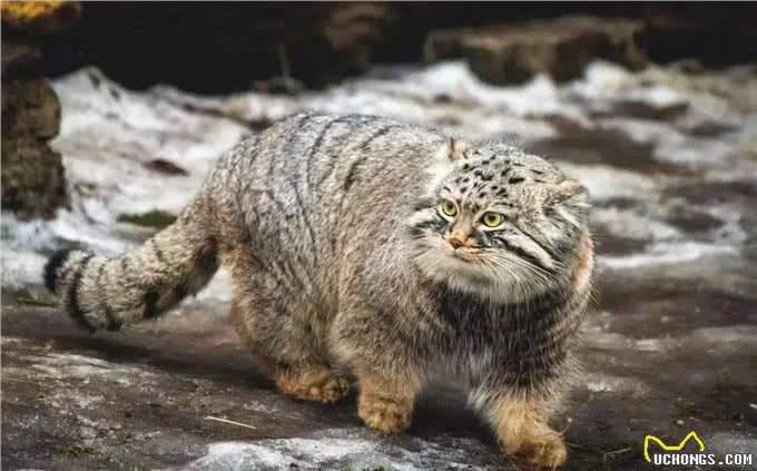 四川发现4只鳌拜猫，母兽遭雪豹爆头，剩下3只幼崽该何去何从?