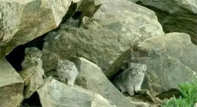 四川发现4只鳌拜猫，母兽遭雪豹爆头，剩下3只幼崽该何去何从?
