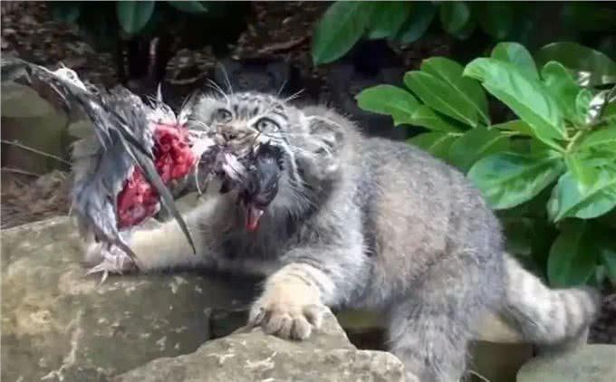 四川发现4只鳌拜猫，母兽遭雪豹爆头，剩下3只幼崽该何去何从?