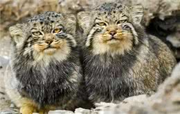 四川发现4只鳌拜猫，母兽遭雪豹爆头，剩下3只幼崽该何去何从?