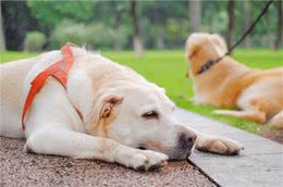 狗狗牵引绳正确使用方法