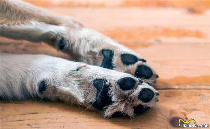 心系爱犬：狗子的腿瘸了怎么回事狗子瘸着腿走路有事吗?