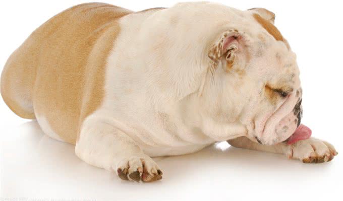 心系爱犬：狗子的腿瘸了怎么回事狗子瘸着腿走路有事吗?