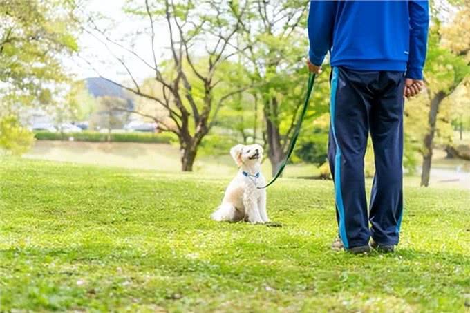 狗粮训练秘籍：从室内到室外的温柔进阶