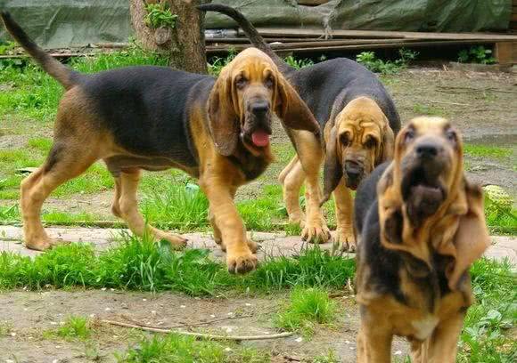 世界名犬之恶魔的法官—血缇