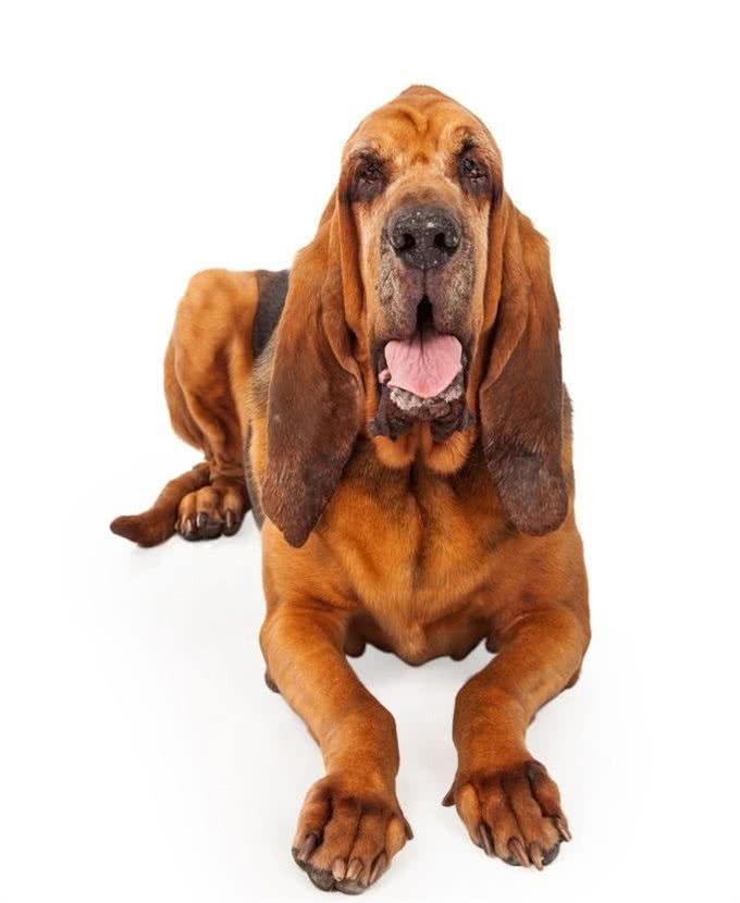 世界名犬之恶魔的法官—血缇