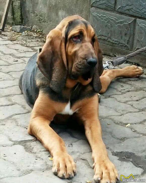 世界名犬之恶魔的法官—血缇