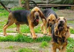 世界名犬之恶魔的法官—血缇