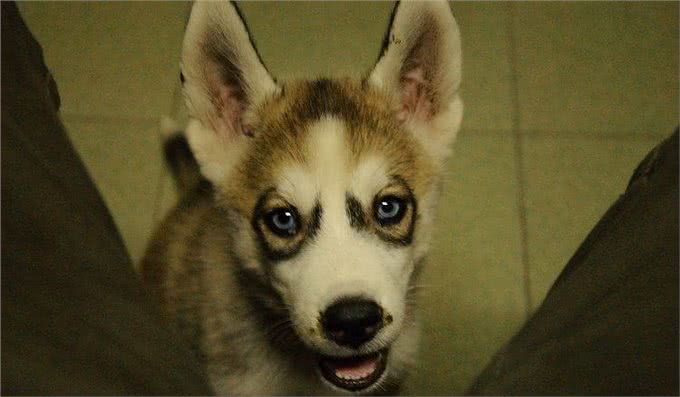 送女友一只自带黑眼圈特效哈士奇，结果女友因怀疑我审美和我分手