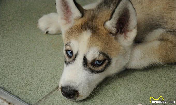 送女友一只自带黑眼圈特效哈士奇，结果女友因怀疑我审美和我分手