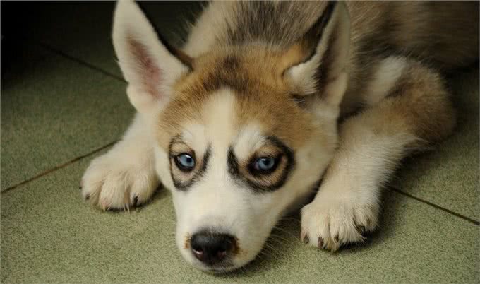 送女友一只自带黑眼圈特效哈士奇，结果女友因怀疑我审美和我分手