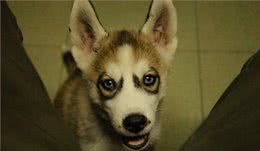 送女友一只自带黑眼圈特效哈士奇，结果女友因怀疑我审美和我分手