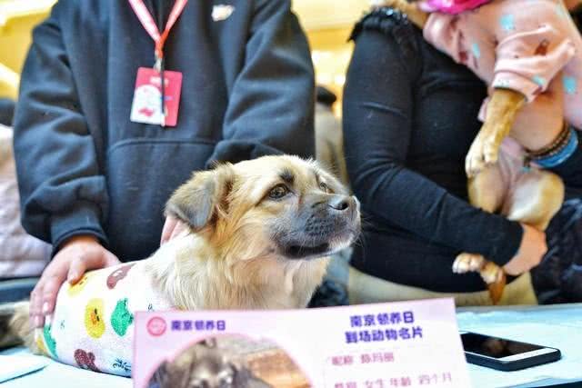 关于如何领养狗的流程