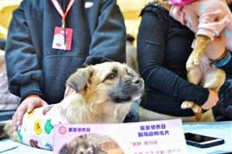 关于如何领养狗的流程