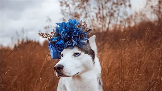 这些狗狗温顺友善，用来陪伴中老年人，是真的不错