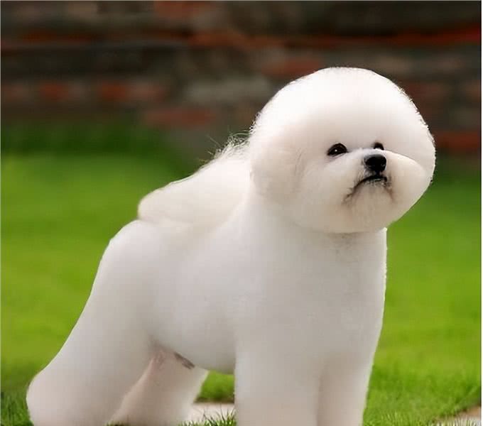 这些狗狗温顺友善，用来陪伴中老年人，是真的不错