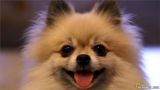 这些狗狗温顺友善，用来陪伴中老年人，是真的不错