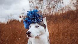 这些狗狗温顺友善，用来陪伴中老年人，是真的不错