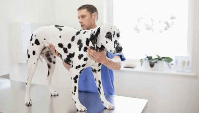 狗狗肠胃炎症状原因与医治方法