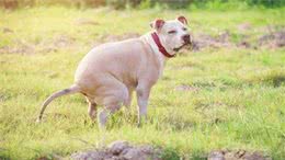 狗狗肠胃炎症状原因与医治方法