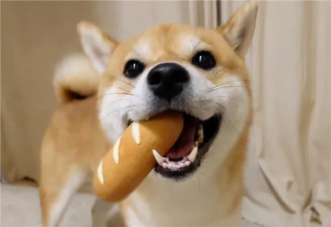 自以为很了解狗?这10个关于狗的冷知识，你都知道吗?