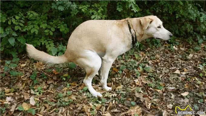 自以为很了解狗?这10个关于狗的冷知识，你都知道吗?