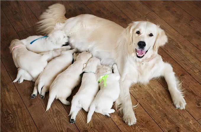 自以为很了解狗?这10个关于狗的冷知识，你都知道吗?