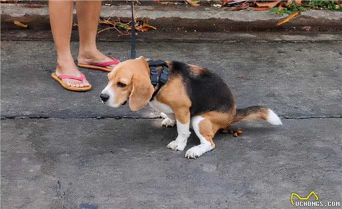 自以为很了解狗?这10个关于狗的冷知识，你都知道吗?