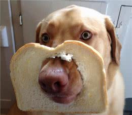 自以为很了解狗?这10个关于狗的冷知识，你都知道吗?