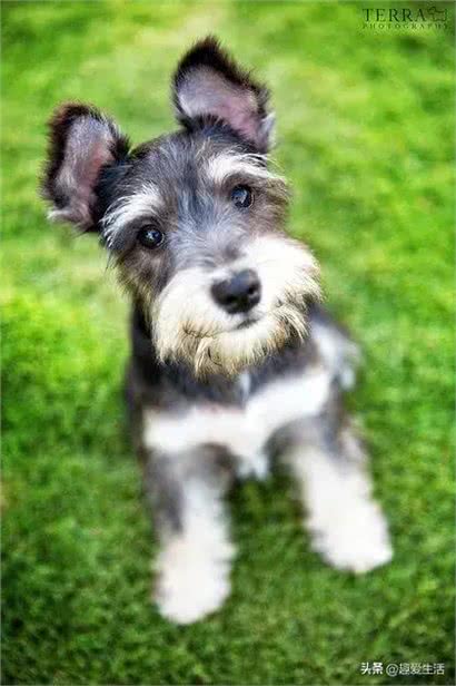 小狗是治愈人类最好的特效药—狗狗的治愈力量—