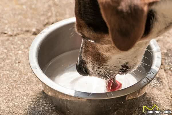 老年犬突然饮水量变大,这是身体出状况了吗?喝多少水才算是健康