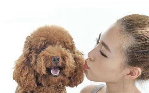 养泰迪犬不需要的5件物品,给它买了,不但浪费钱还会不高兴!