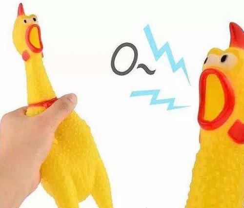 养泰迪犬不需要的5件物品,给它买了,不但浪费钱还会不高兴!