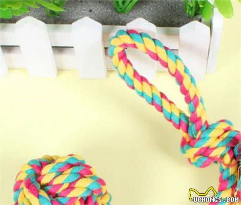 养泰迪犬不需要的5件物品,给它买了,不但浪费钱还会不高兴!