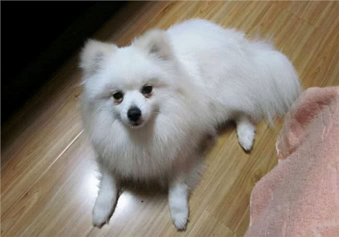 养狗知识:小狗尿尿有血,是泌尿问题?找到出血原因再处理