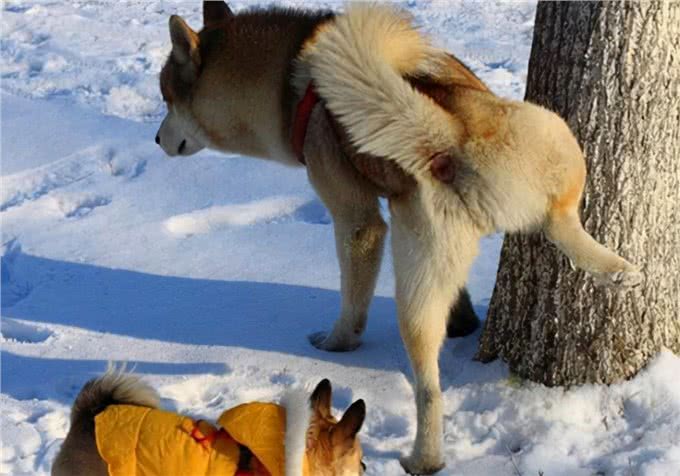 养狗知识：小狗尿尿有血，是泌尿问题?找到出血原因再处理