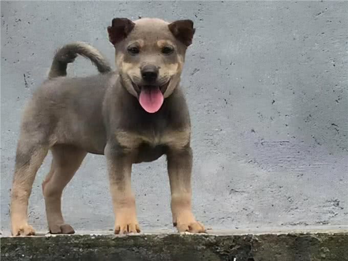 怎么家里的狗狗,老是打喷嚏?新手要怎么处理这个问题?