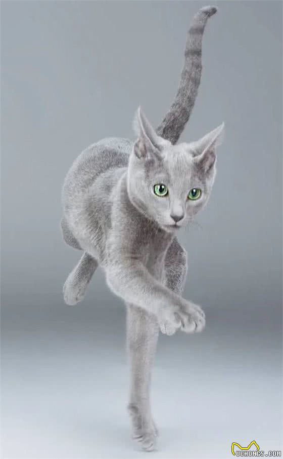 低敏又不爱掉毛,这些有点全让它占了!起底俄罗斯蓝猫