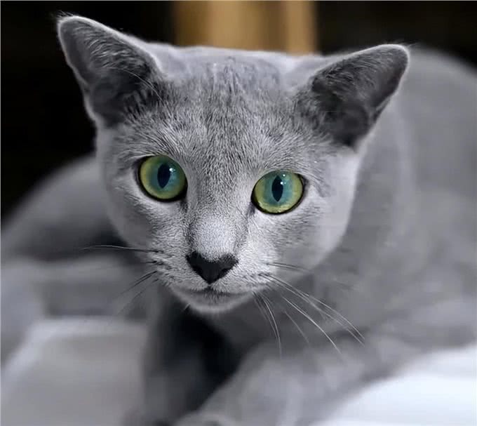 低敏又不爱掉毛，这些有点全让它占了!起底俄罗斯蓝猫