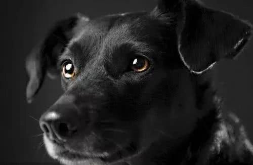 绝对正面:先秦与两汉时期的特色狗文化