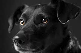 绝对正面:先秦与两汉时期的特色狗文化