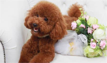 一分钟看懂狗狗皮肤病狗狗皮肤病如何治疗