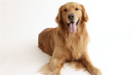 一分钟看懂狗狗皮肤病狗狗皮肤病如何治疗