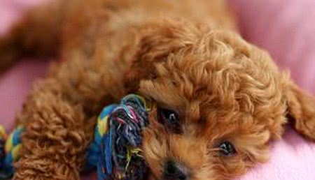 一分钟看懂狗狗皮肤病狗狗皮肤病如何治疗