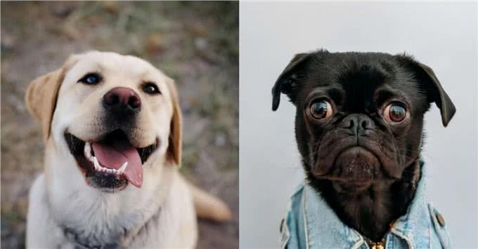 狗狗个性基本有这5大类